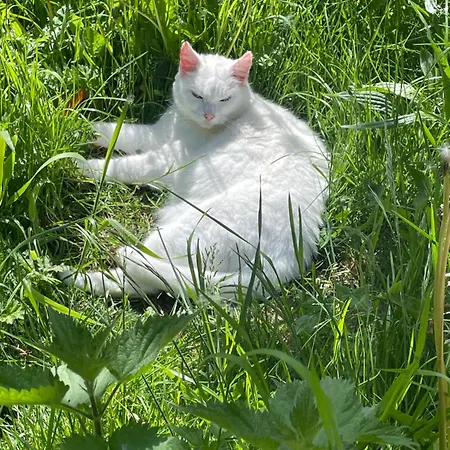 Odonatura Bed & Breakfast