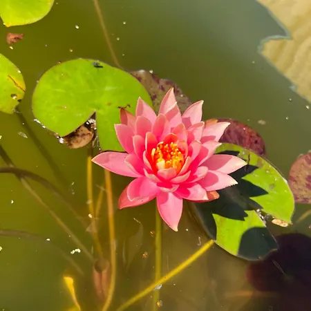 Odonatura Bed & Breakfast