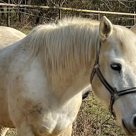 Bed & Breakfast Odonatura Saint-Nicolas-des-Bois (Orne)