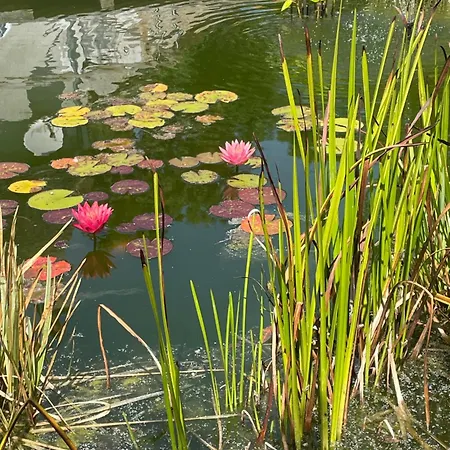 Bed & Breakfast Odonatura