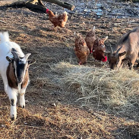 Odonatura Saint-Nicolas-des-Bois (Orne)