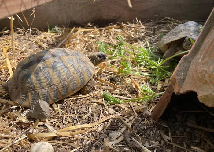 Bed & Breakfast Odonatura Saint-Nicolas-des-Bois (Orne)