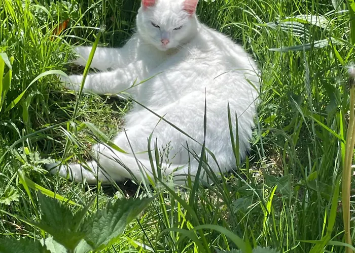 Odonatura Bed & Breakfast