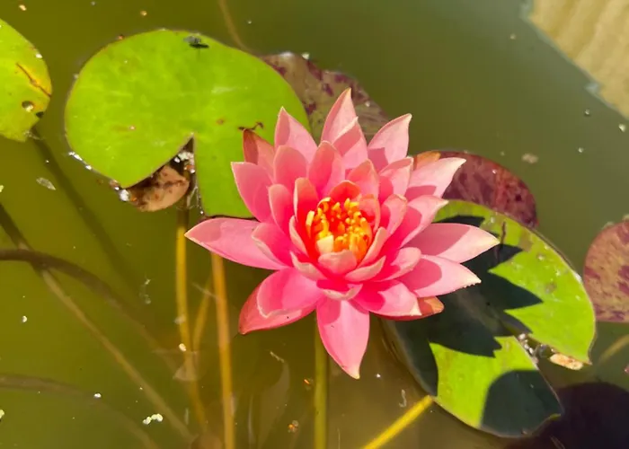 Odonatura Bed & Breakfast