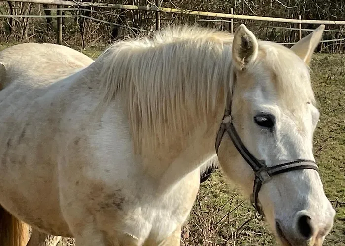 Bed & Breakfast Odonatura Saint-Nicolas-des-Bois (Orne)