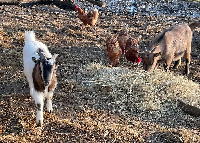 Odonatura Saint-Nicolas-des-Bois (Orne)